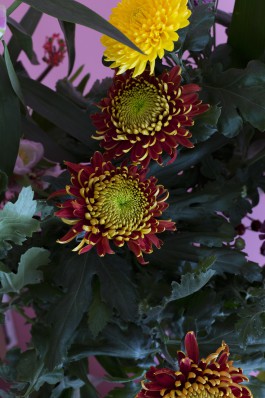 Lea Fleck Photographer Berlin